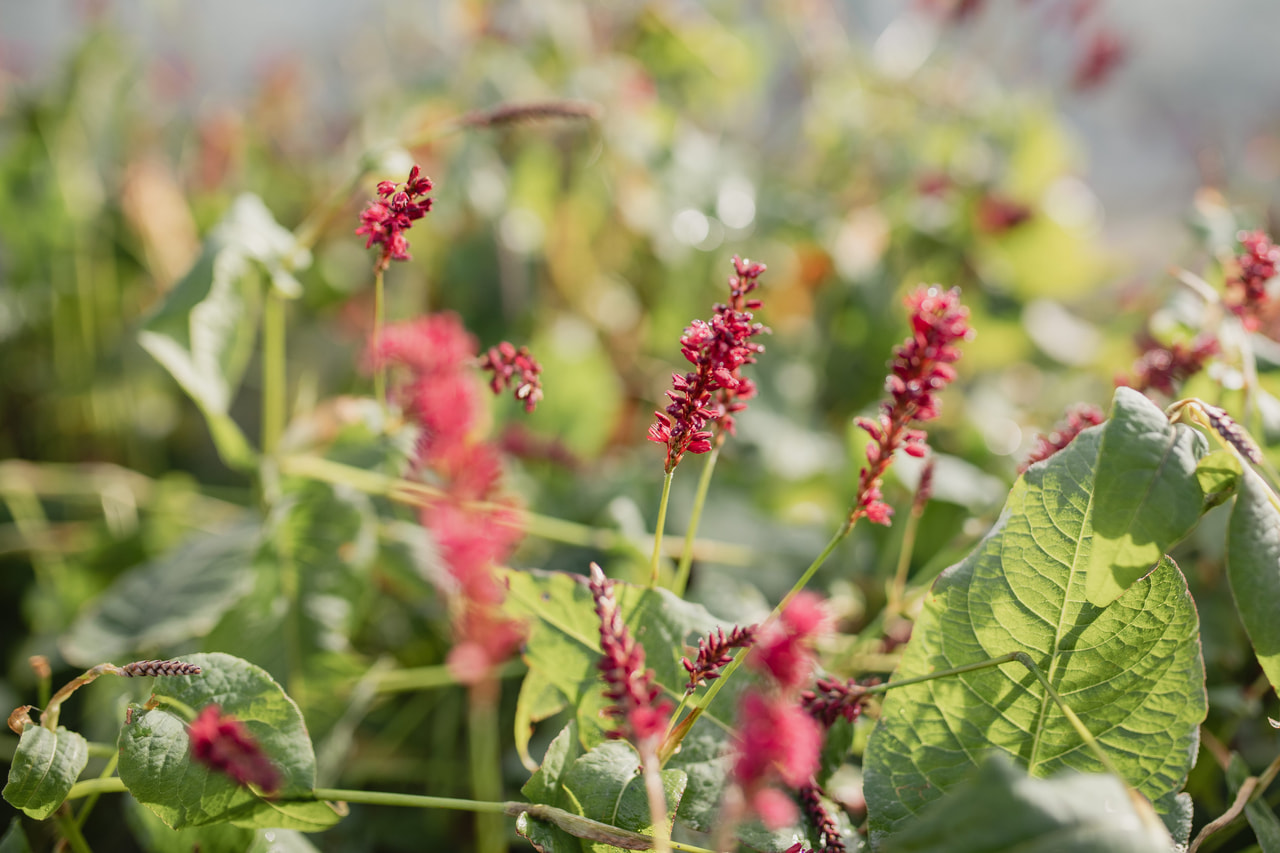 Konnantatar Speciosa, Loukykvět