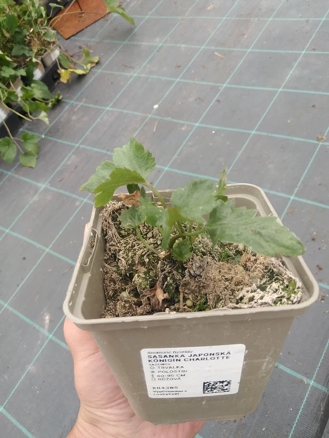 Syysvuokko Königin Charlotte - 3. 7. 2025