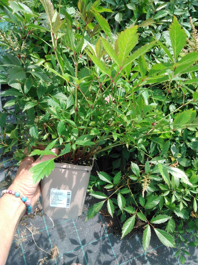 Jaloangervo Erika - 2024