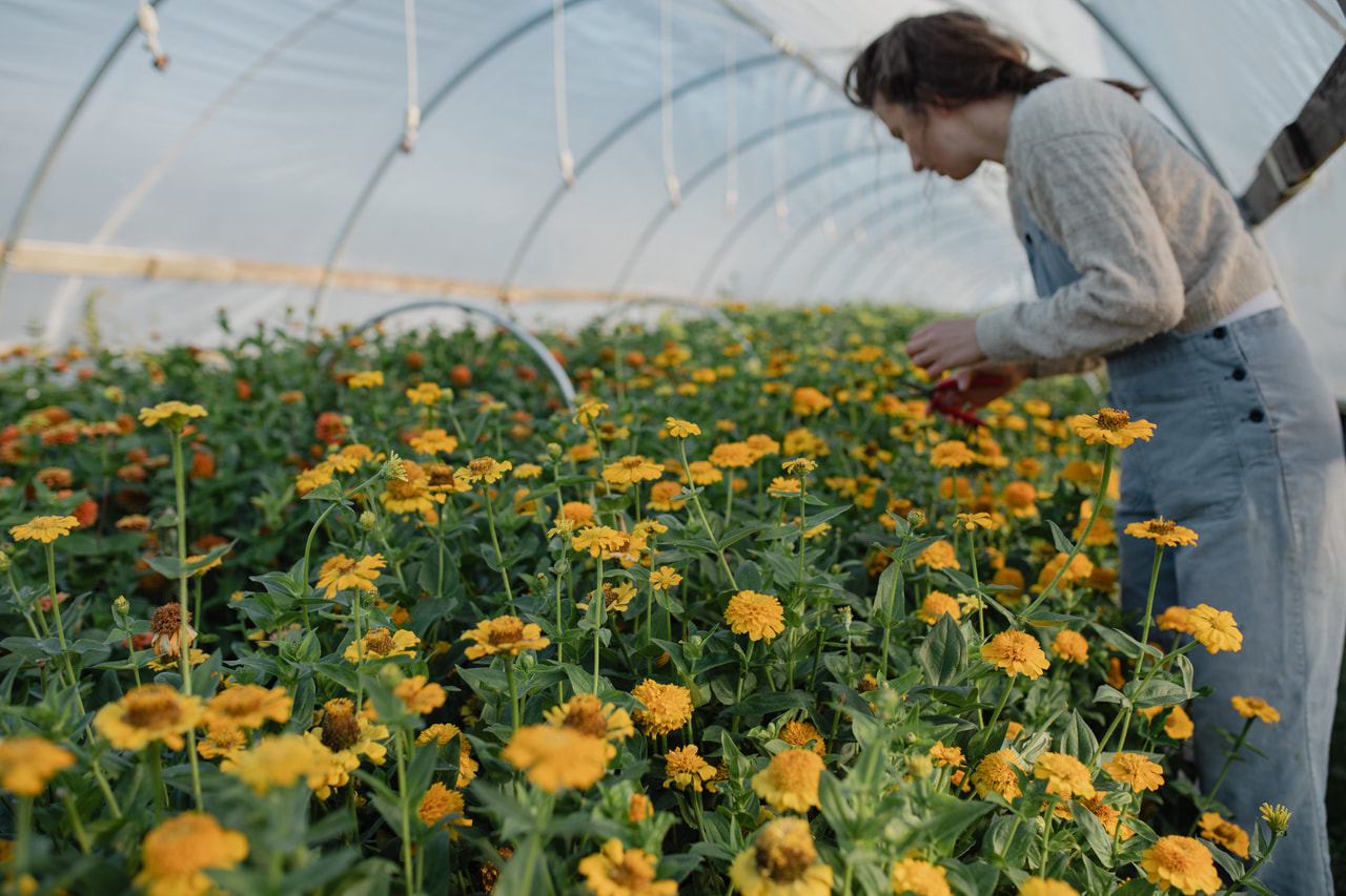 Pruudisõlg Zinderella Yellow, Loukykvět
