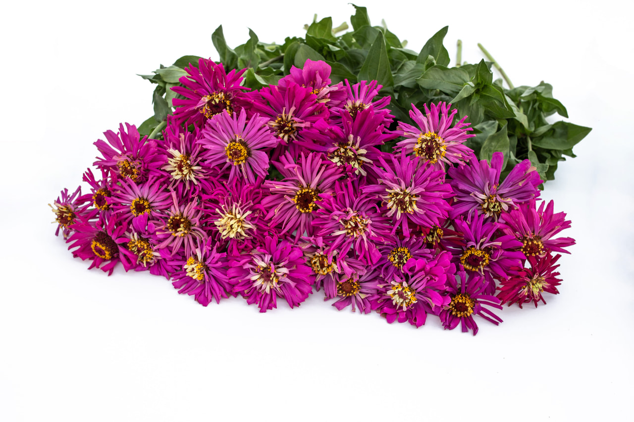 Tsinnia Super Cactus Lilac Emperor, Loukykvět