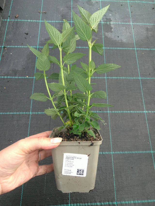 Jätti-iiso Blue Fortune - 11. 7. 2025