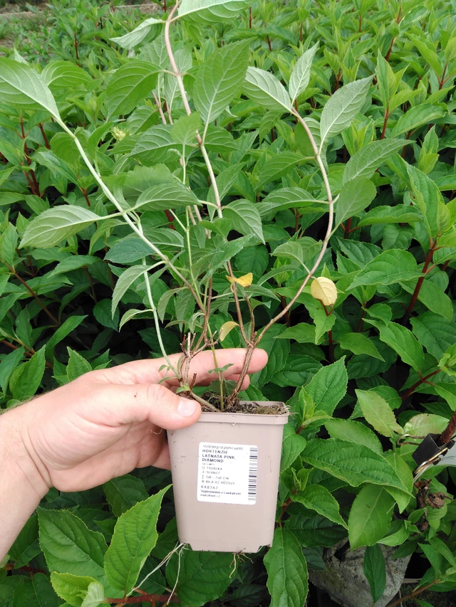 Syyshortensia Pink Diamond - 2024