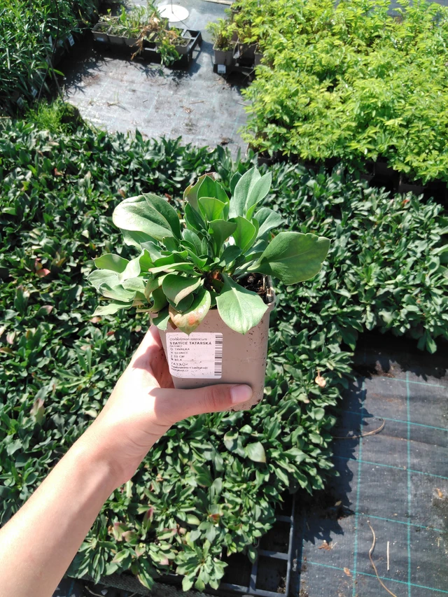 Limonium tataricum - 2024