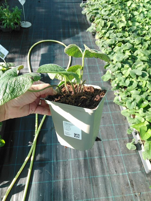 Brunnera macrophylla - 19. 8. 2025