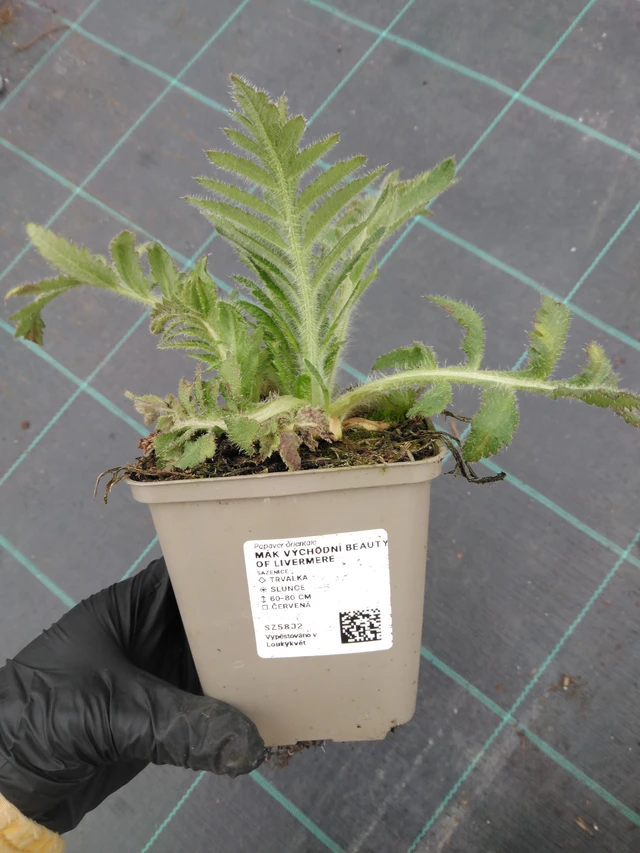 Idänunikko Beauty of Livermere - 1. 4. 2026