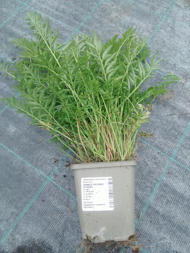 Sinilatva Filigree Clouds - 10. 9. 2025