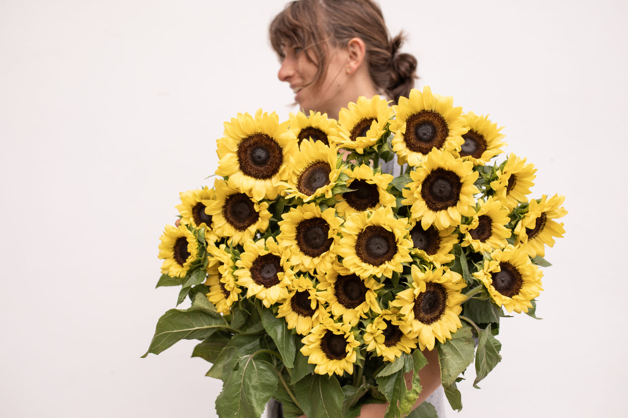 Zonnebloem ProCut Lemon, Loukykvět