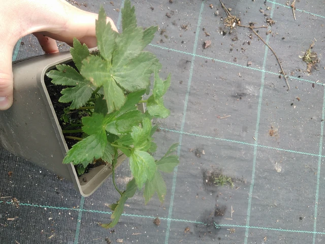 Tähtiputki - 17. 7. 2025