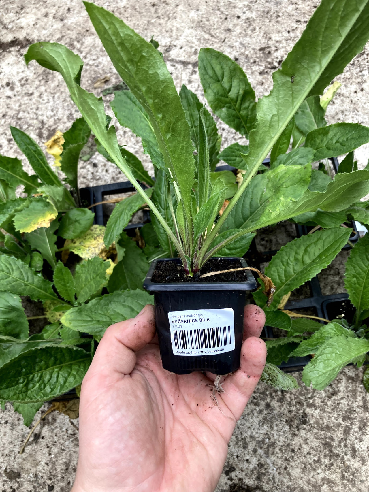 Illakko valkoinen, Loukykvět