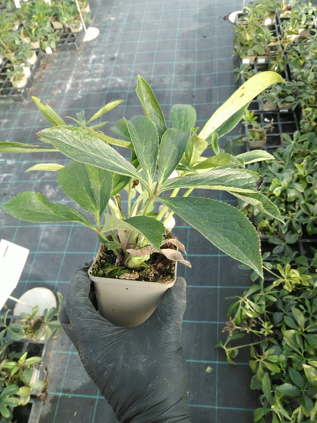 Jouluruusu Double Ellen Green - 31. 10. 2025