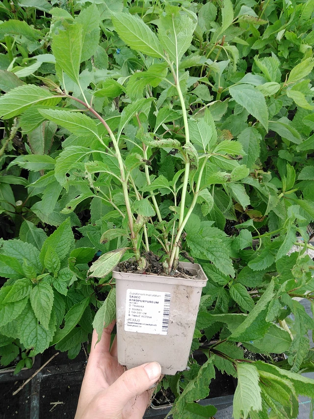 Punalatva Atropurpureum - 9. 6. 2025