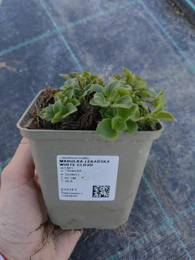 Käenminttu White Cloud  - 27. 3. 2026