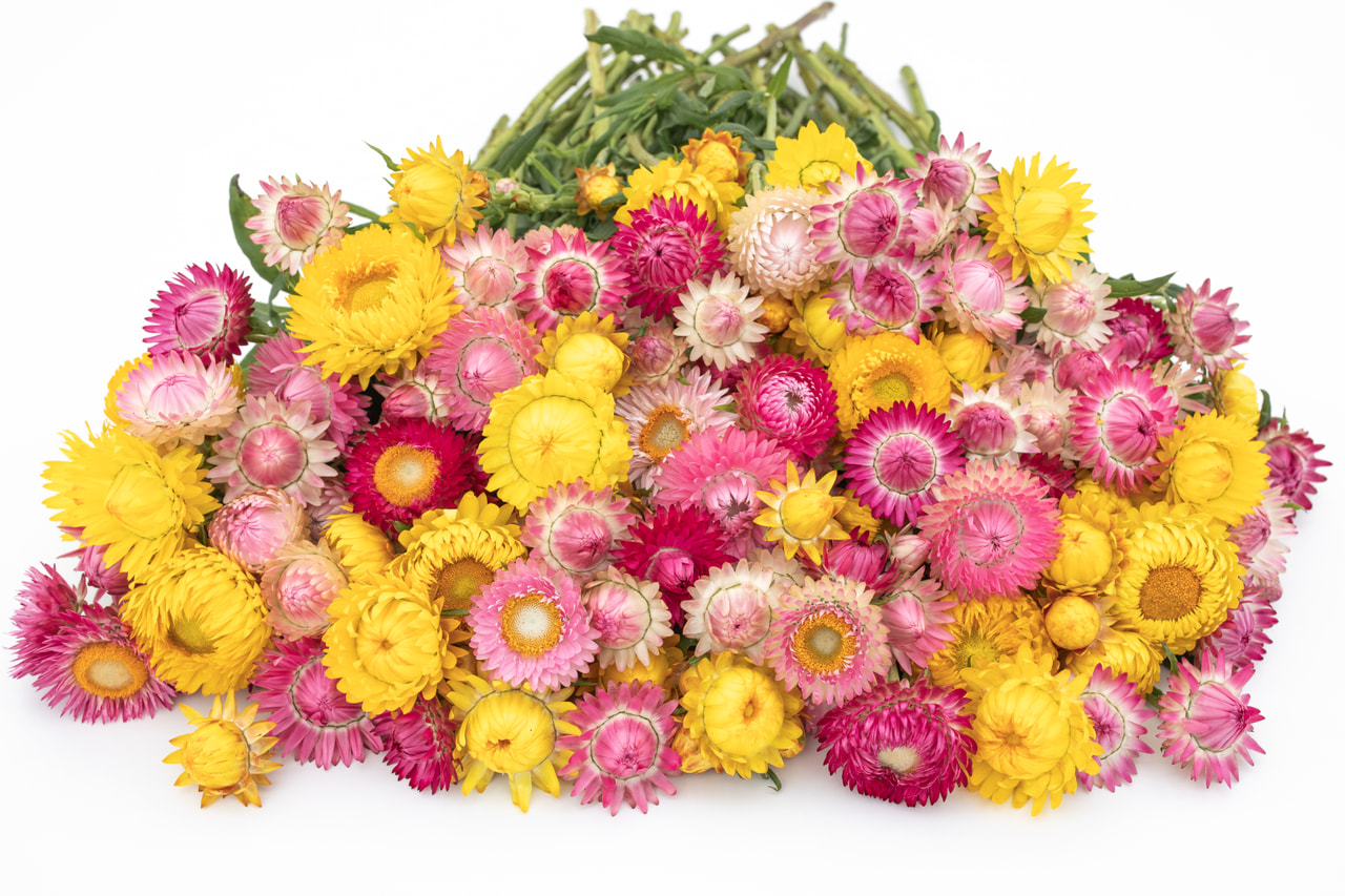 Strawflower Pink Lemonade Mix, Loukykvět