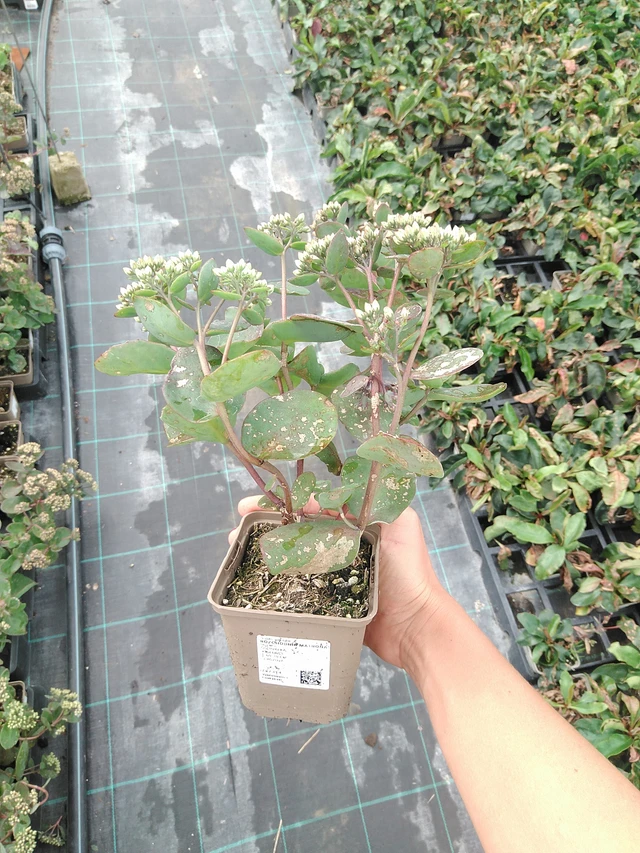Sedum Matrona - 10. 9. 2025