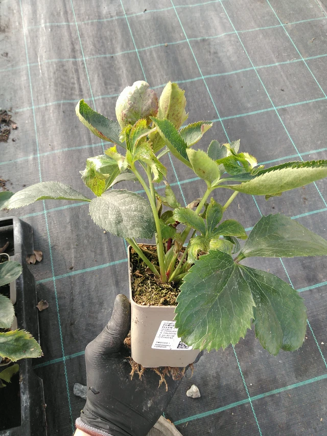 Jouluruusu Double Ellen Purple - 31. 10. 2025