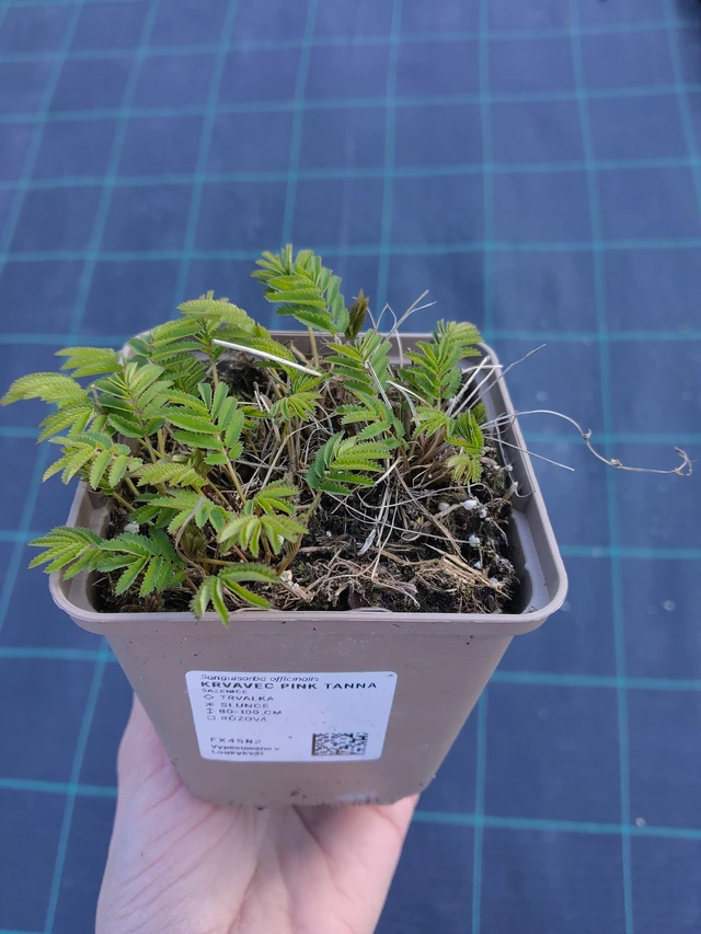 Sanguisorba Pink Tanna - 27. 3. 2026