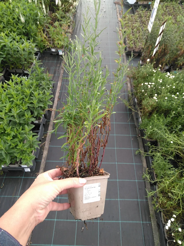 Asteri Erlkönig - 11. 7. 2025