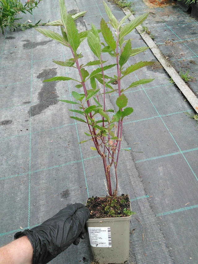 Verbena Pink Spires - 10. 9. 2025