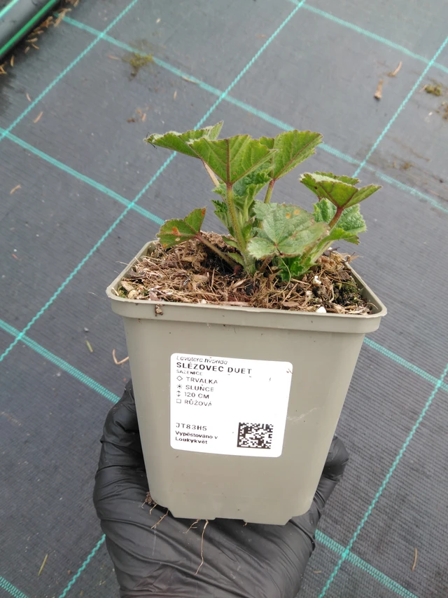 Malvikki Duet - 1. 4. 2026