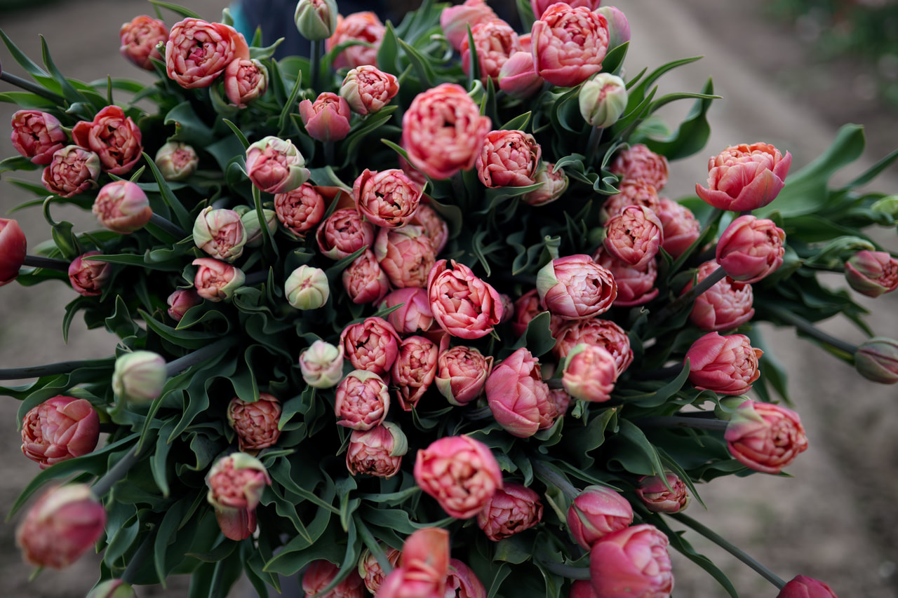 Tulppaani Copper Image, Loukykvět