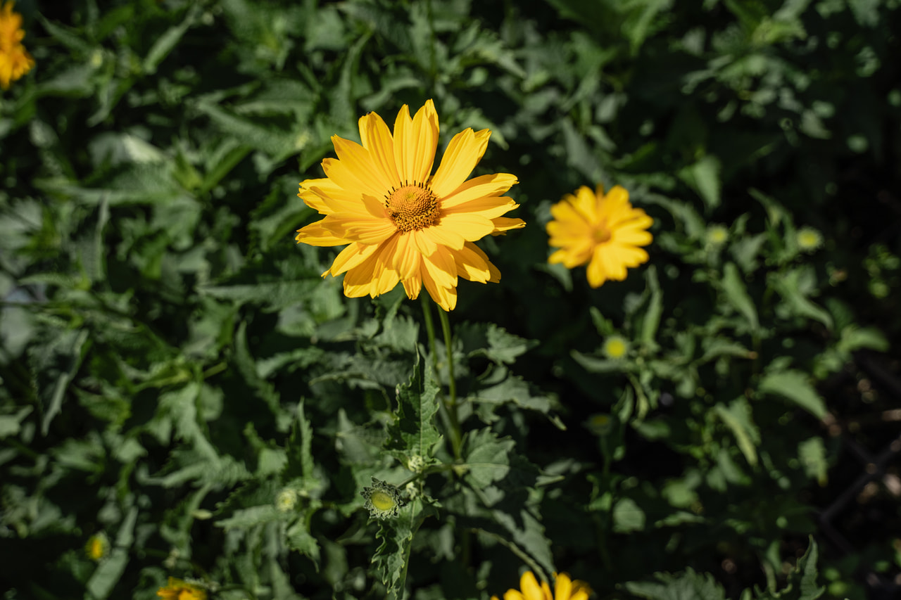 Päivänsilmä Venus, Loukykvět