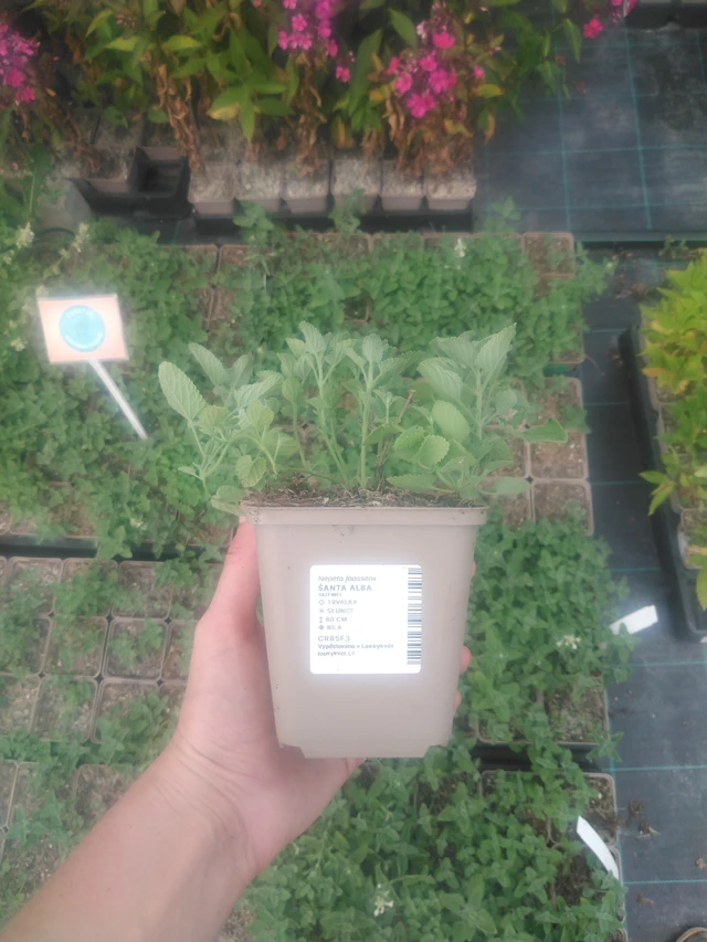 Kissanminttu Alba - 2024