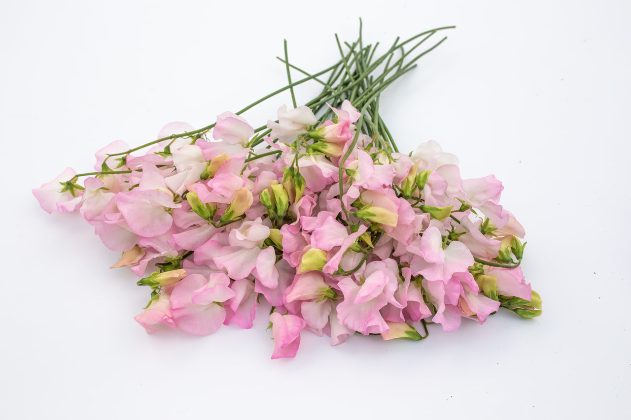 Lathyrus Spring Sunshine Blush, Loukykvět
