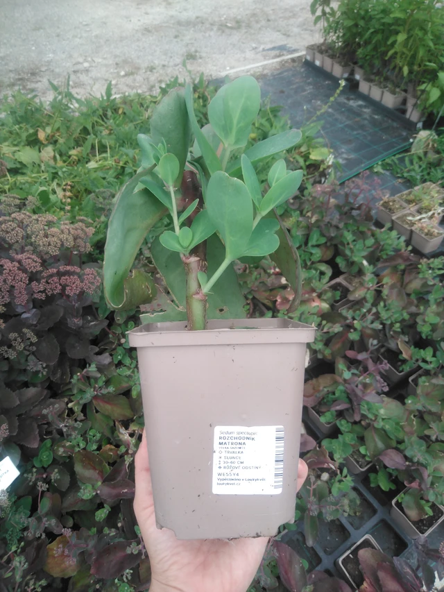 Sedum Matrona - 2024