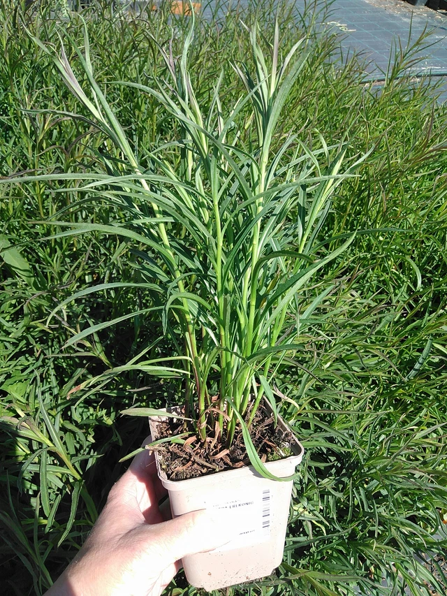 Asteri Erlkönig - 13. 5. 2025