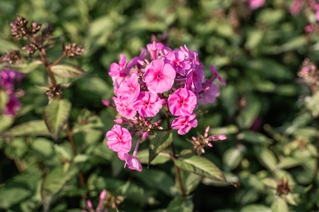 Leimu Winnetou, Loukykvět