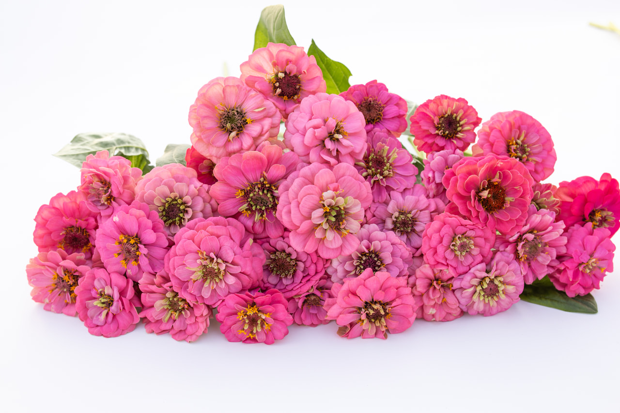 Zinnia Oklahoma Pink, Loukykvět