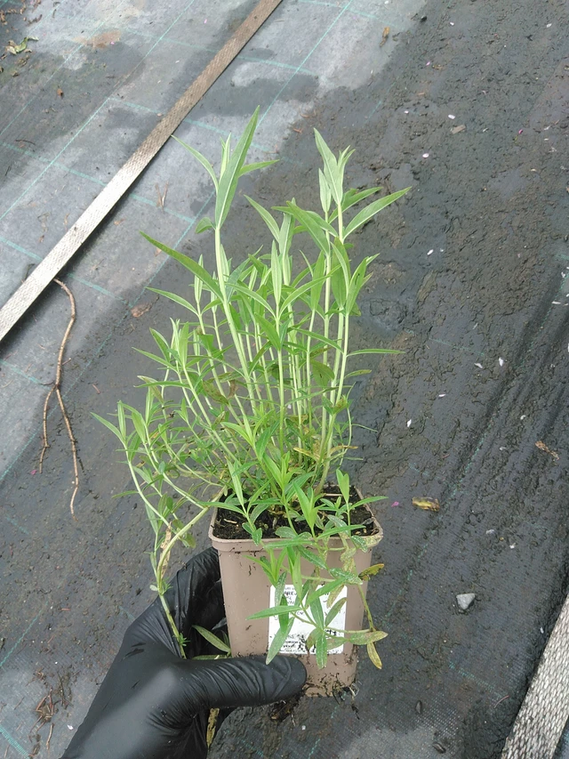 Rantakukka White Swirl - 4. 8. 2025