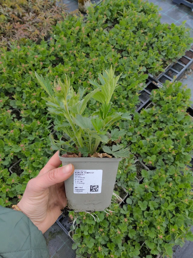 Geum Tempest Scarlet - 21. 4. 2026