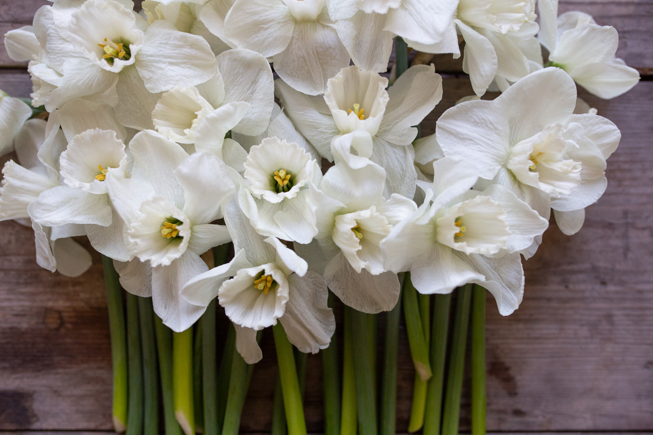 Narsissi Misty Glen, Loukykvět