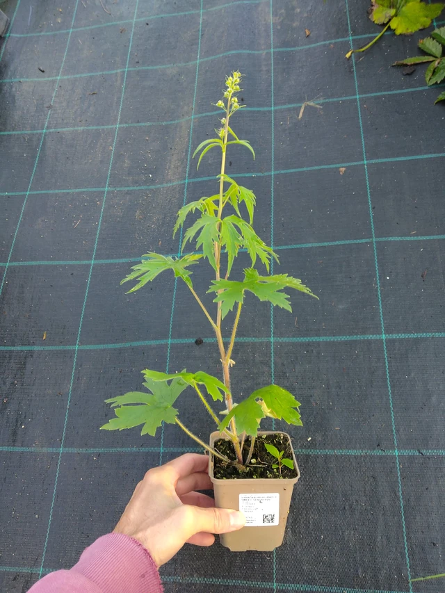 Espuela de caballero Highlander Sweet Sensation - 17. 9. 2025