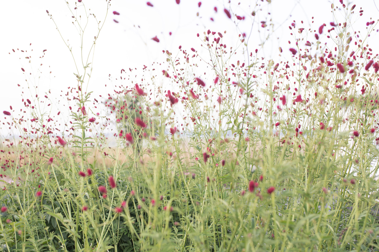 Luppio Arnhem, Loukykvět