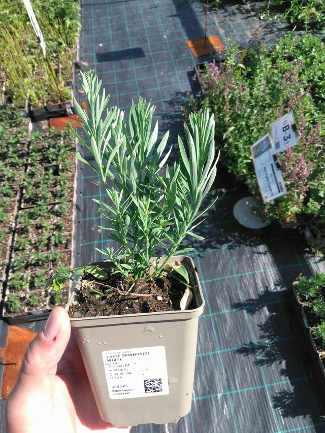 Linaria Springside White - 20. 6. 2025