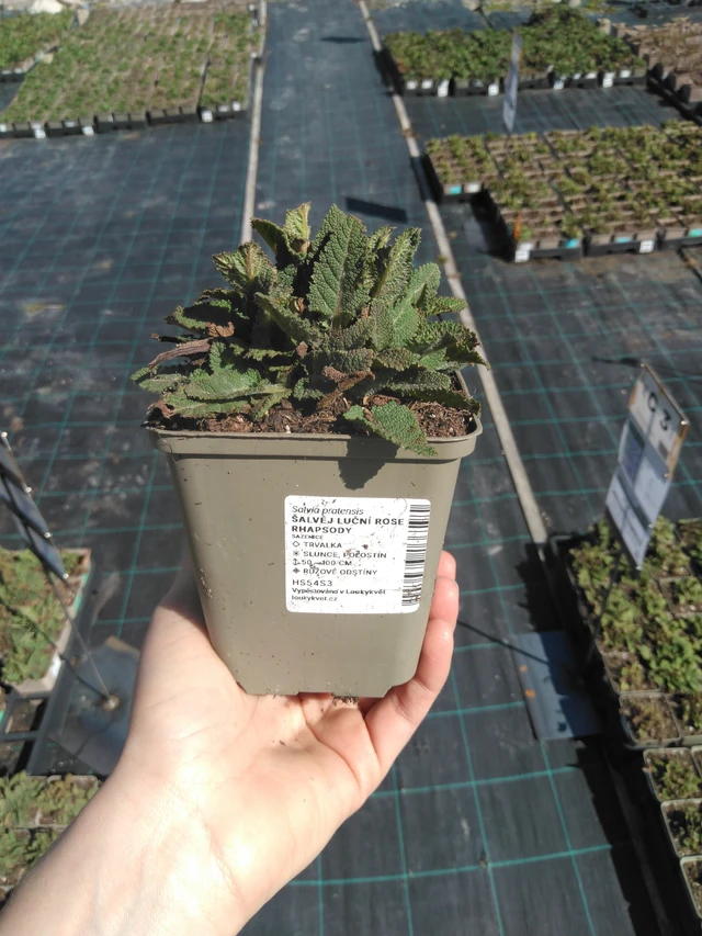 Salvia pratensis Rose Rhapsody - 3. 4. 2025