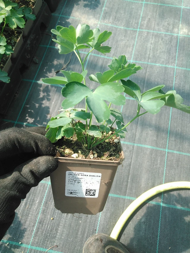 Lehtoakileija Nora Barlow - 1. 7. 2025