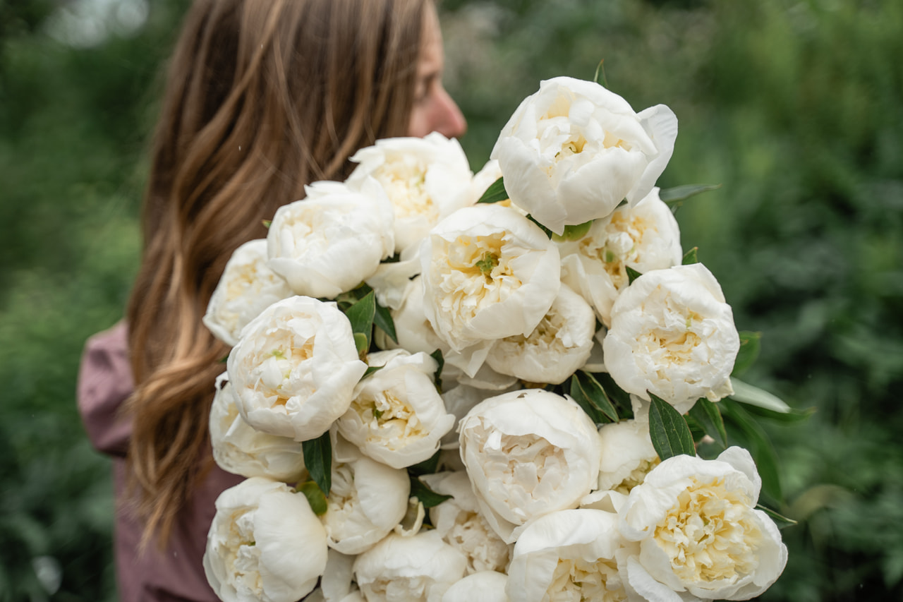 Peony Duchesse de Nemours, Loukykvět