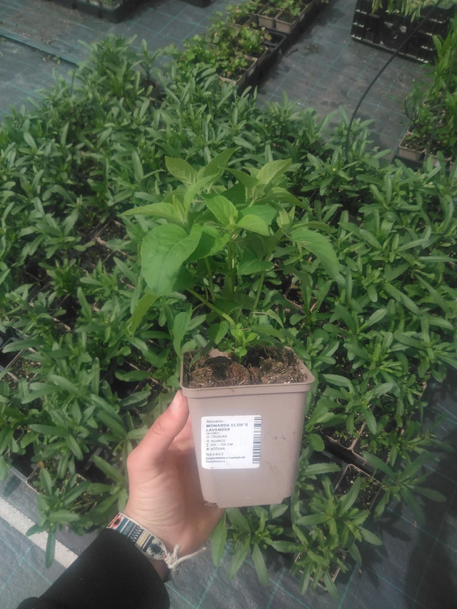 Väriminttu Elsie’s Lavender - 2024