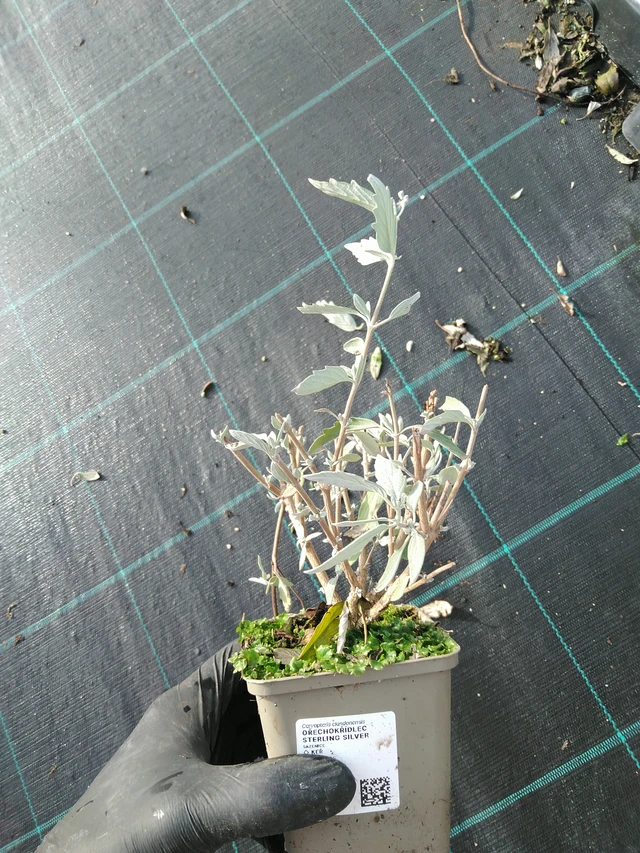 Caryopteris Sterling Silver - 31. 10. 2025