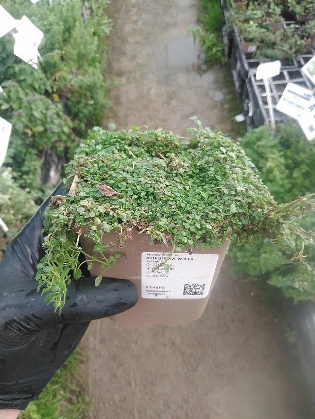 Korsikanminttu - 13. 10. 2025