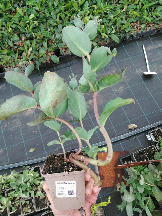 Sedum Matrona - 28. 7. 2025