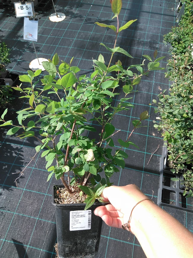 Symphoricarpos Magical Avalanche - 11. 7. 2025