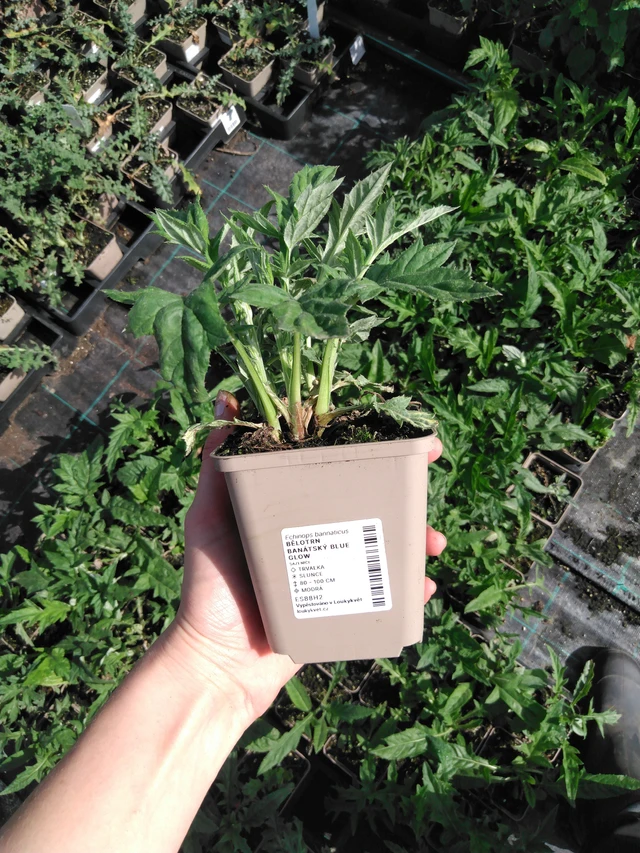 Balkaninpallo-ohdake Blue Glow - 2024