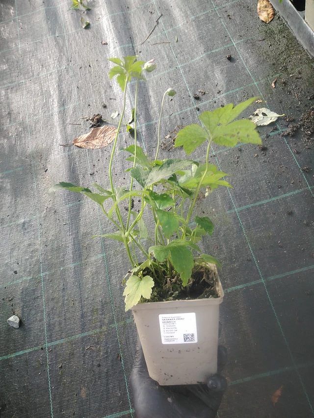 Syysvuokko Prinz Heinrich - 13. 10. 2025