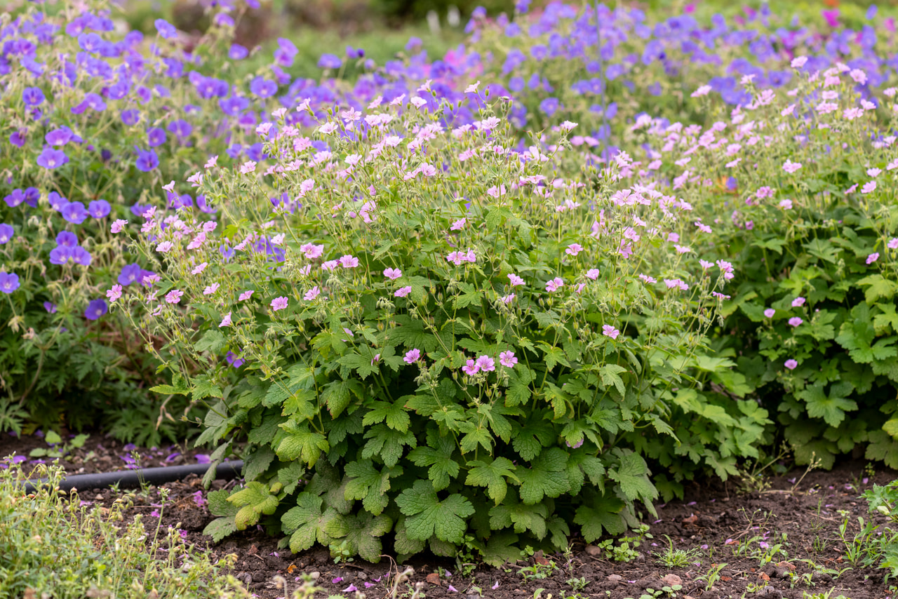 Cranesbill Karen Wouters, Loukykvět