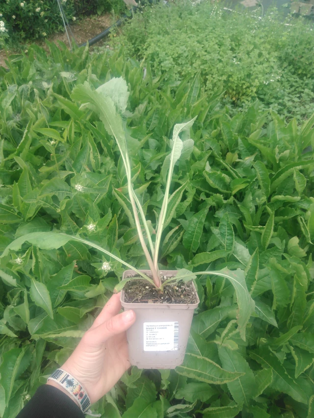 Preeriahelmikki - 2024